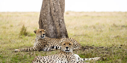 Leapards, Kenya